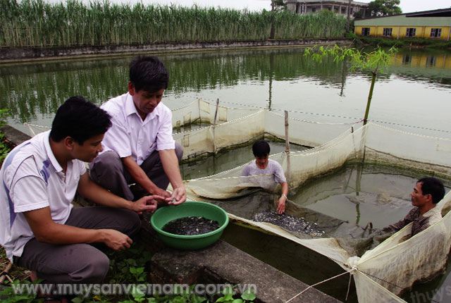 Nhiều địa phương đẩy mạnh nuôi các đối tượng thủy sản truyền thống   Ảnh: Huy Hùng
